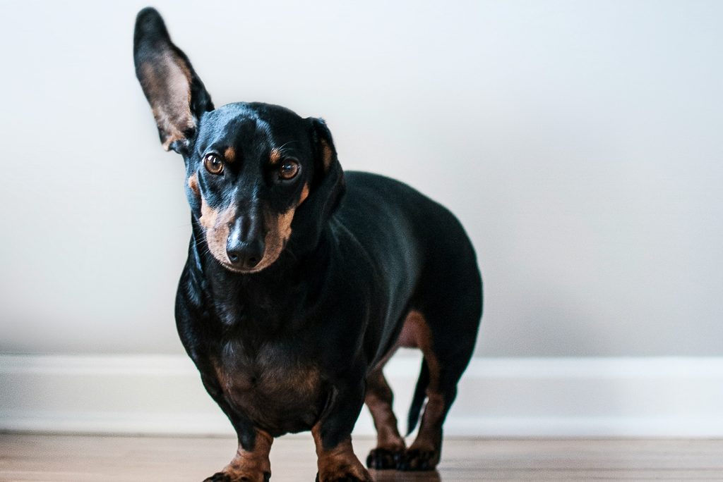 A large black and brown Dachshund dog stands with one ear sticking up