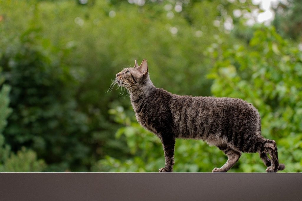 Devon rex cat walks on a ledge outside
