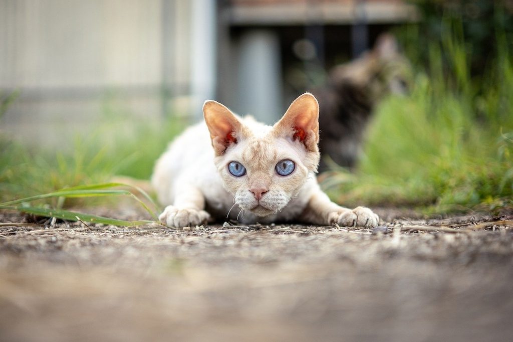 A Devon rex cat lies outside