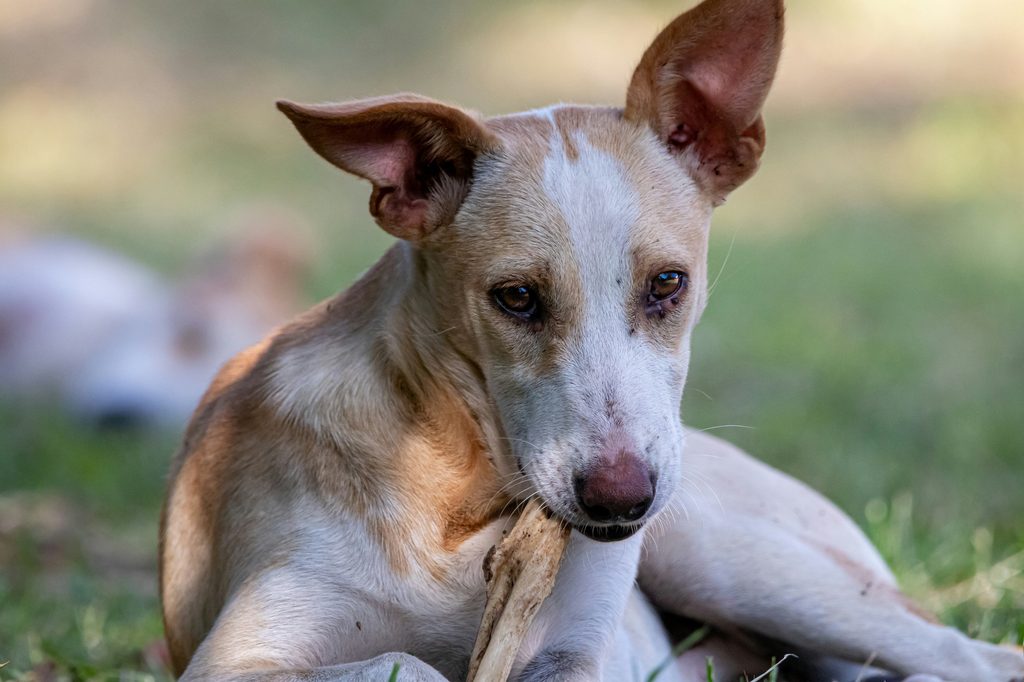 A dog chewing on a bone while sitting outdoors