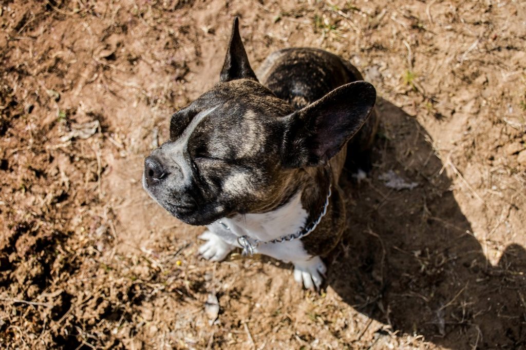 A dog sits outside in the dirt