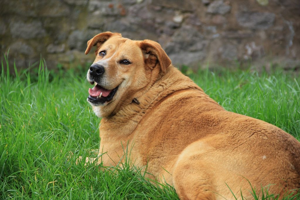 A large brown dog lies in the grass and looks backwards