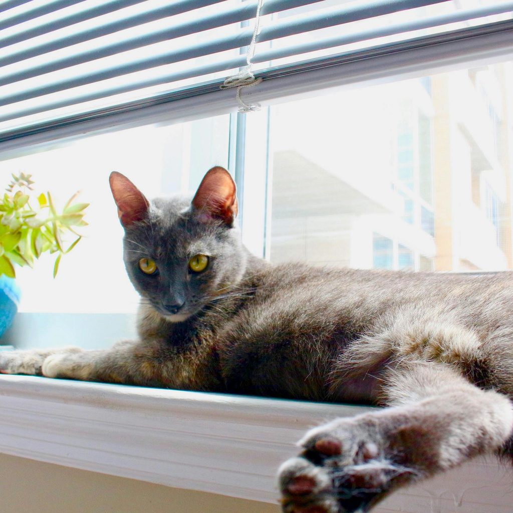 A Korat cat lies on a windowsill