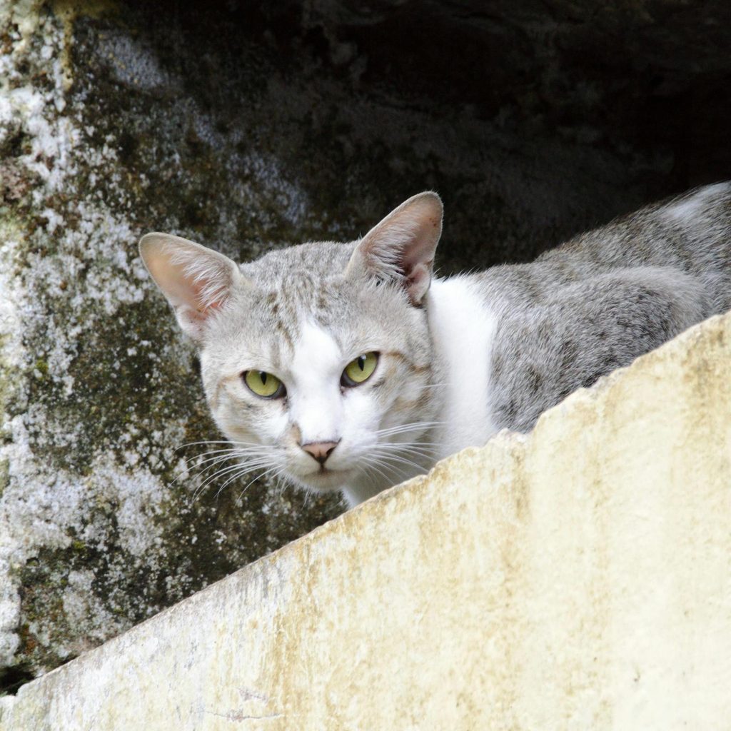 An Egyptian Mau cat lies on a cement pilar