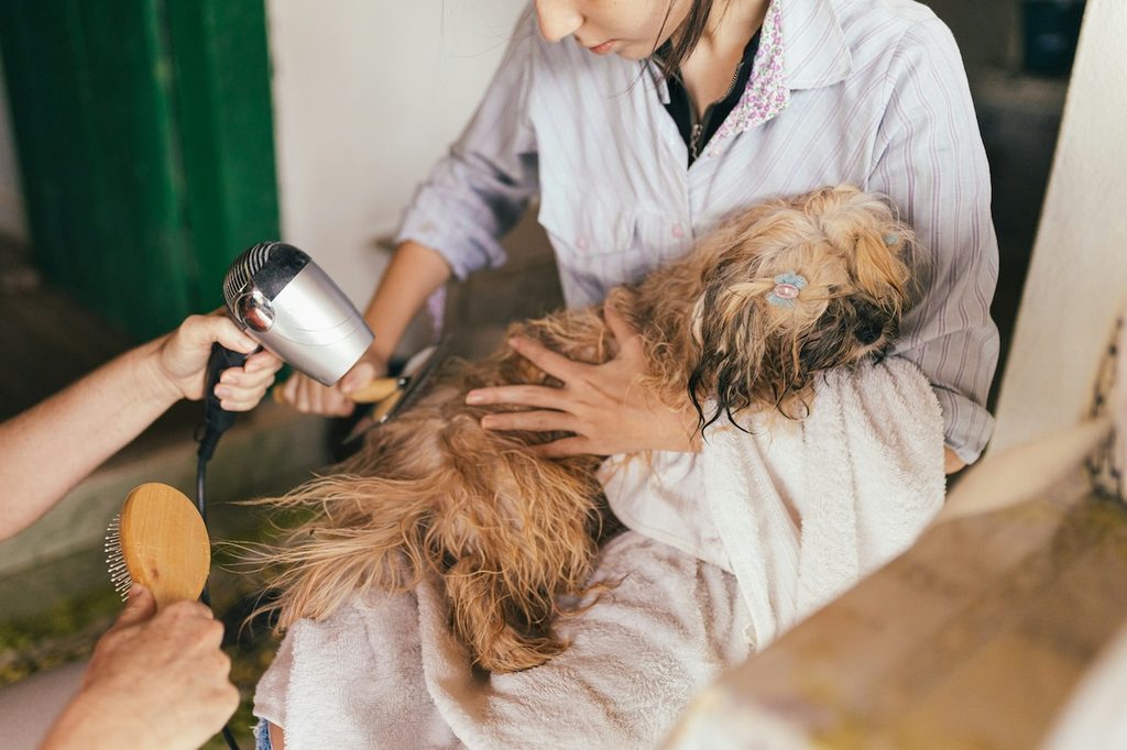 person drying off a dog
