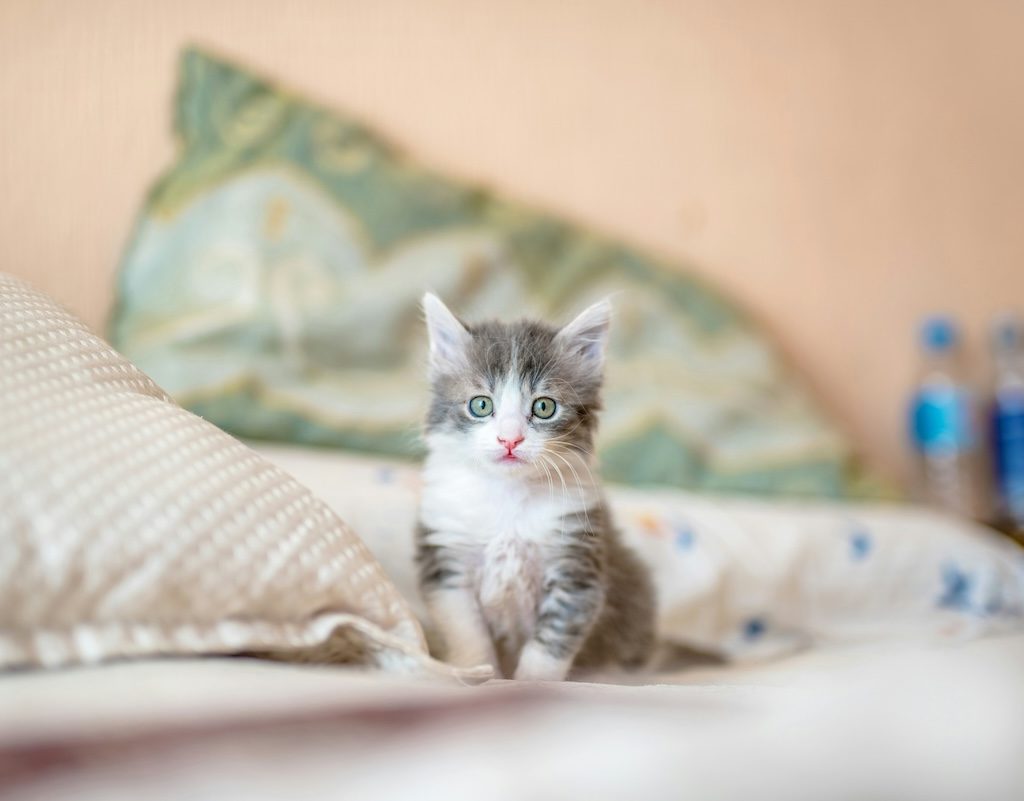 gray kitten on bed