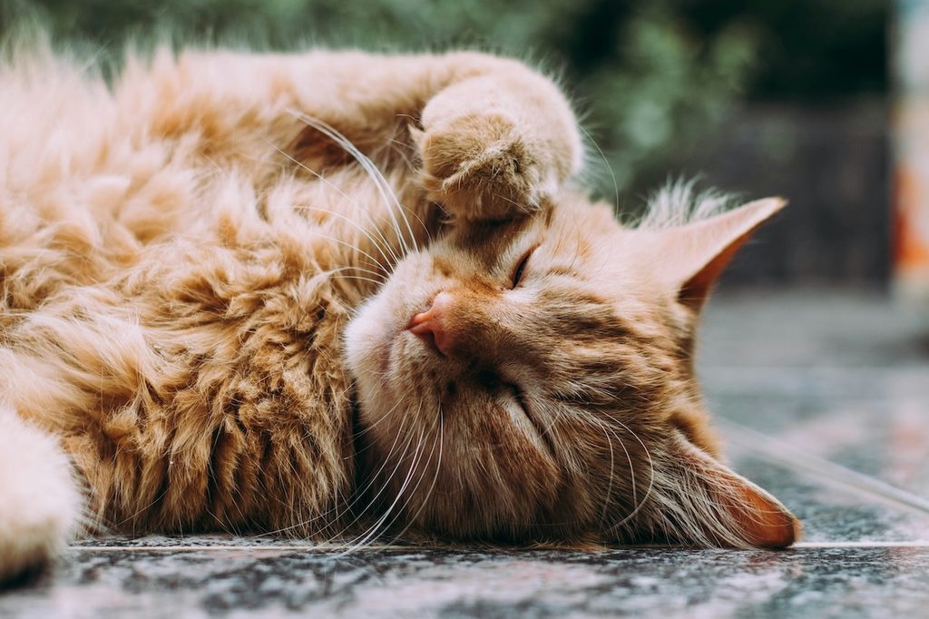 an orange cat on their back