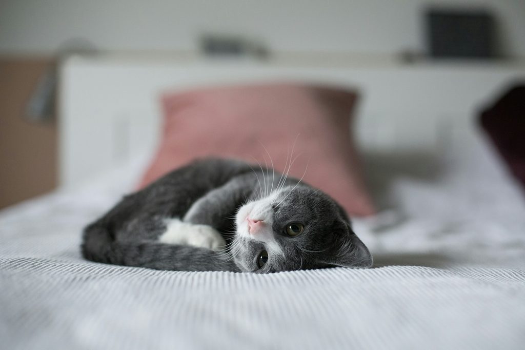 gray and white cat lying on bed