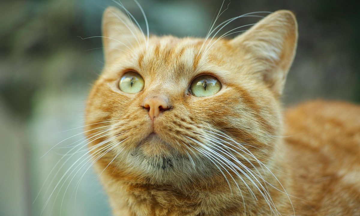 An orange cat with green eyes looks up