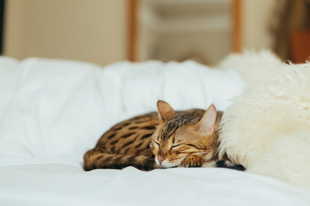 striped cat lying on a bed