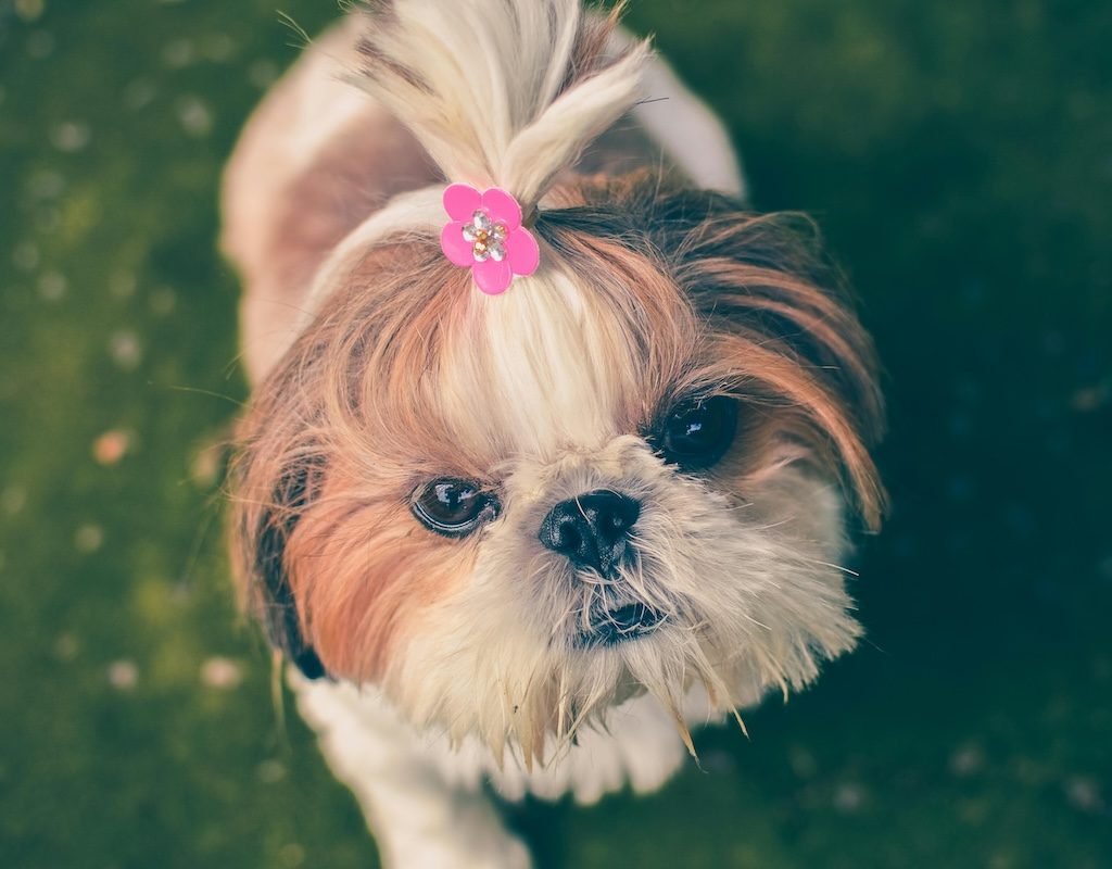 Small dog with pink Barrett in hair