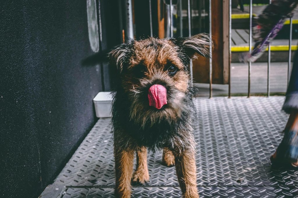 small dog with tongue out