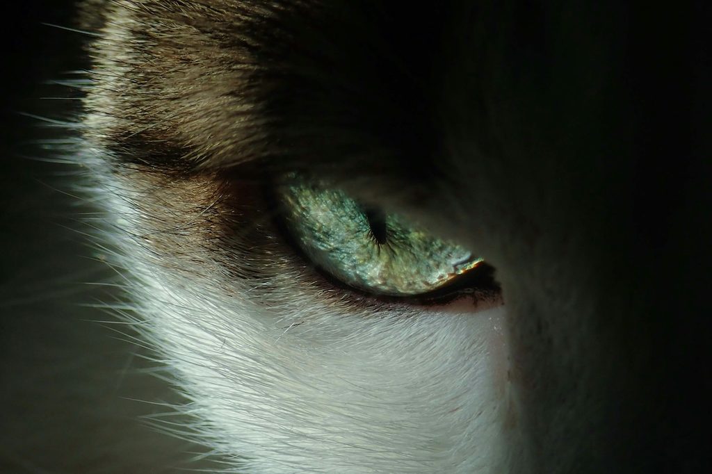 close up green eye cat