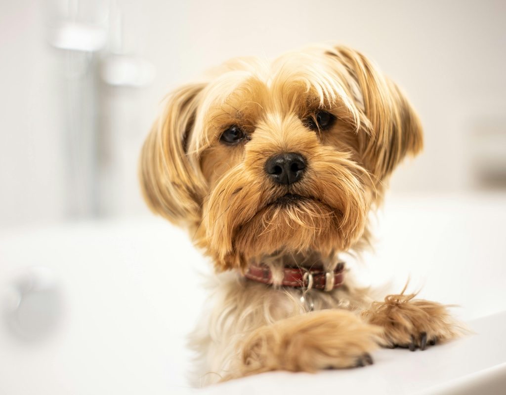 Yorkie in a bath