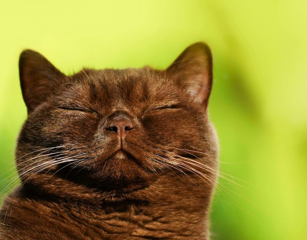 A dark Burmese cat with eyes shut