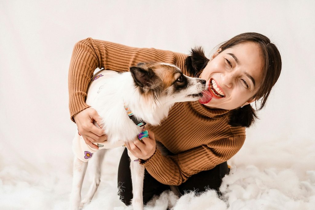 tri colored dog licking person