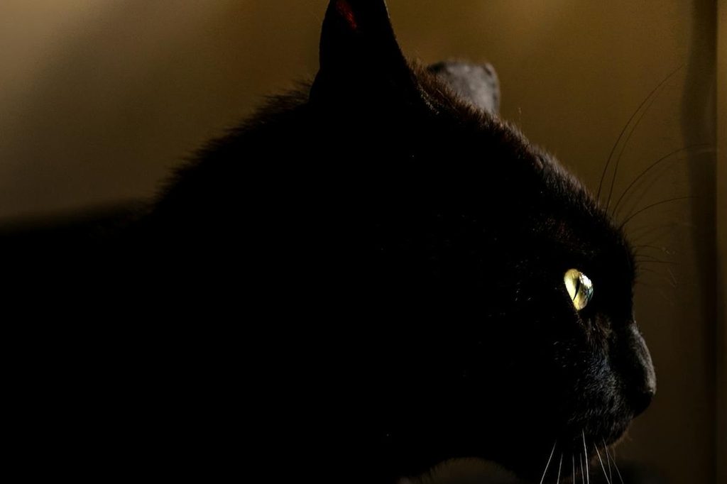 black cat glowing eyes