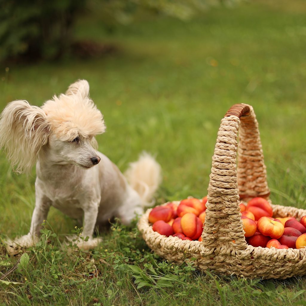 A small white dog sits in the grass next to a basket of peaches