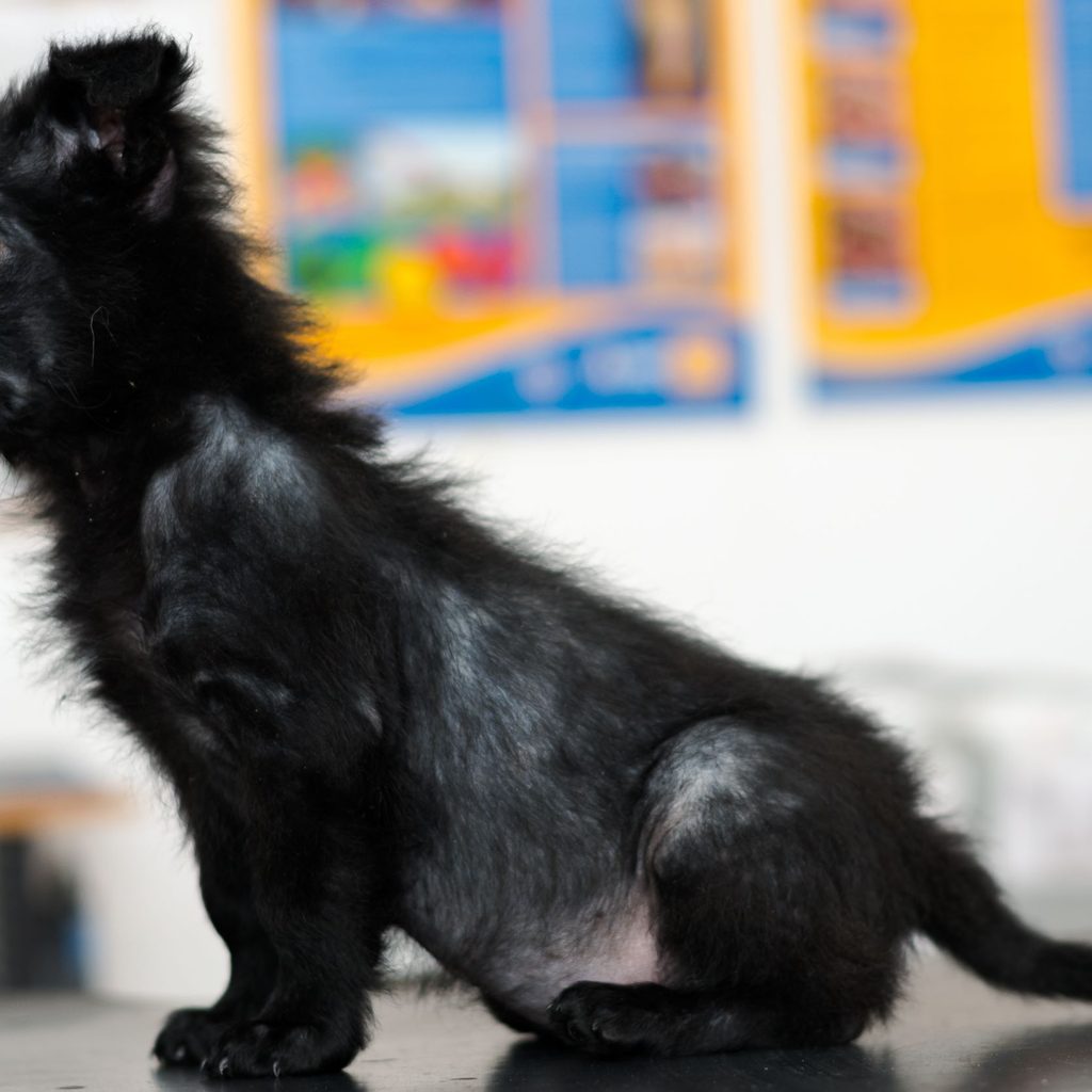 Mange on black puppy