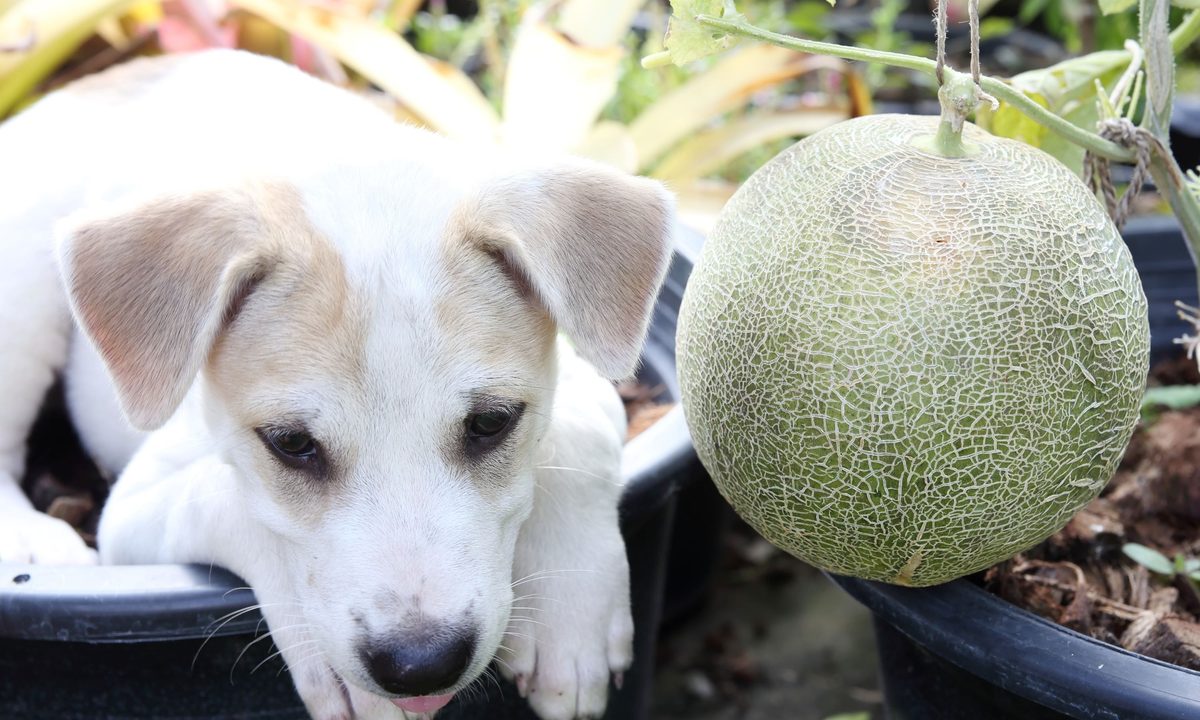 Puppy next a whole cantaloupe