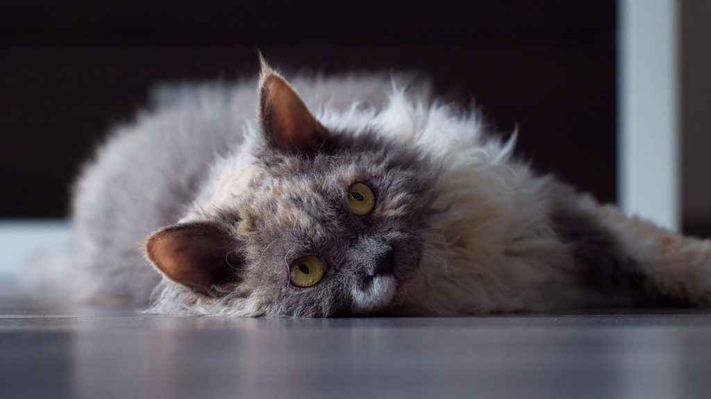 Blue torty white Selkirk Rex cat on gray floor