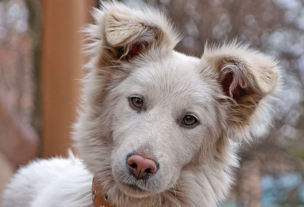 A white dog with a pink nose tilts his head and looks into the camera