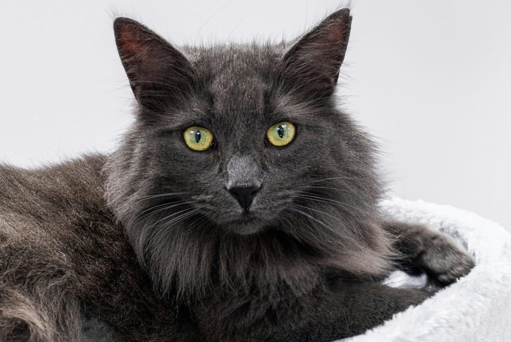 A black Norwegian Forest Cat with green eyes