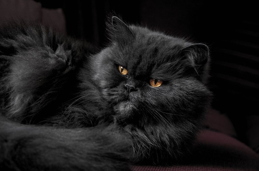 A black Persian cat with gold eyes