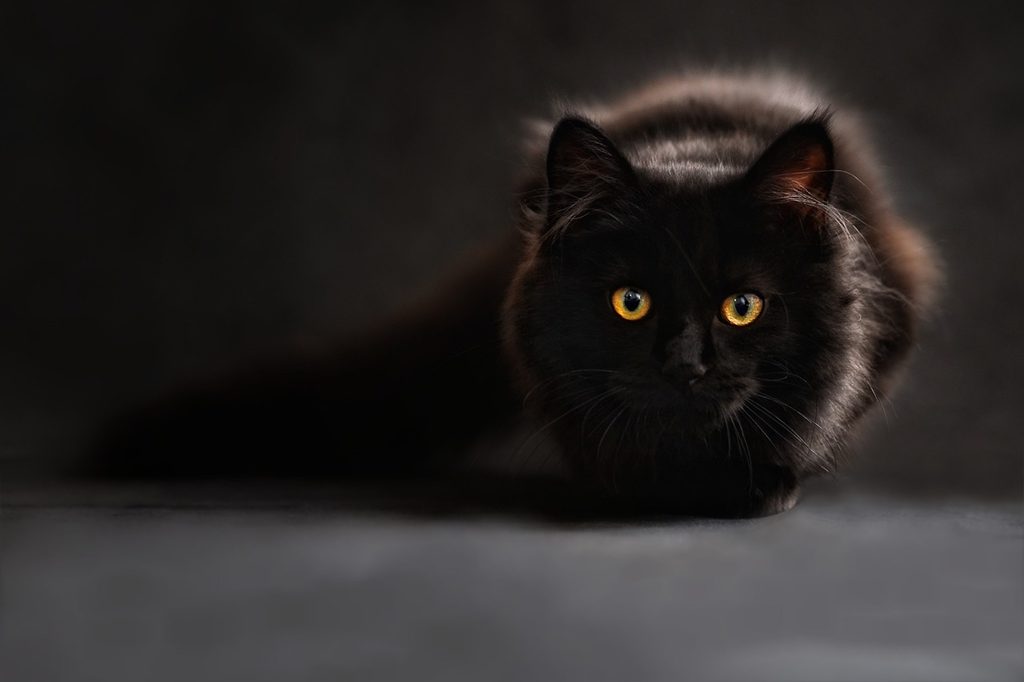 A black Siberian Cat crouches