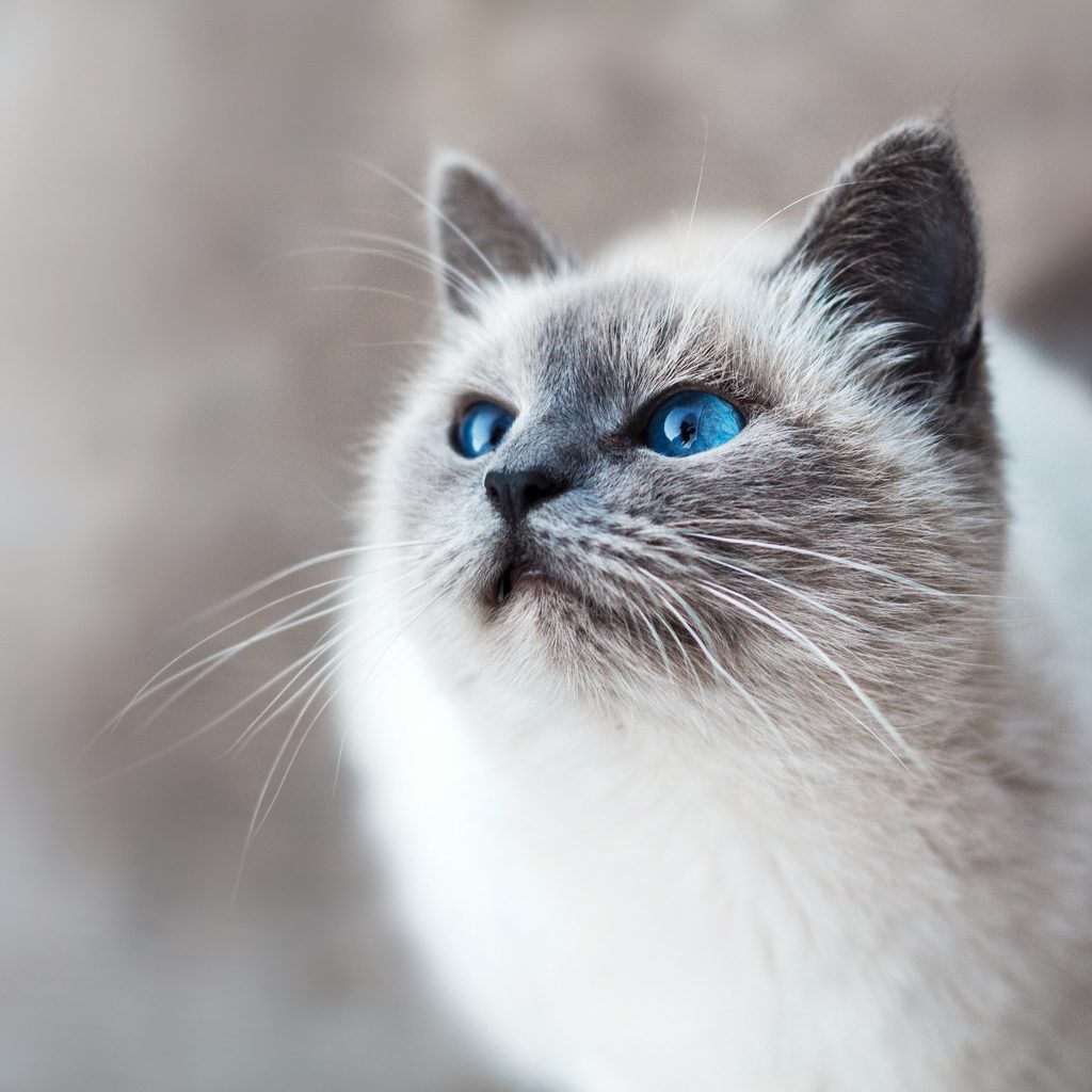 Blue-eyed ragdoll cat