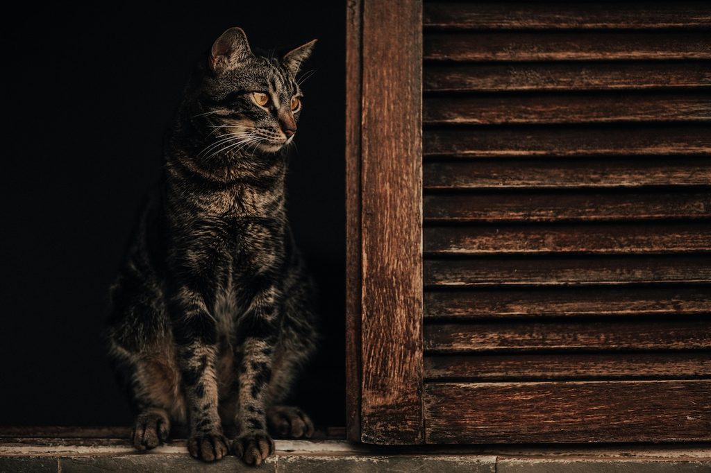 A cat sits outside in the dark