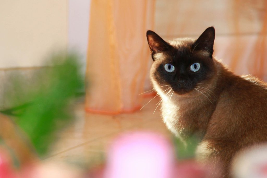 Siamese cat with blue eyes