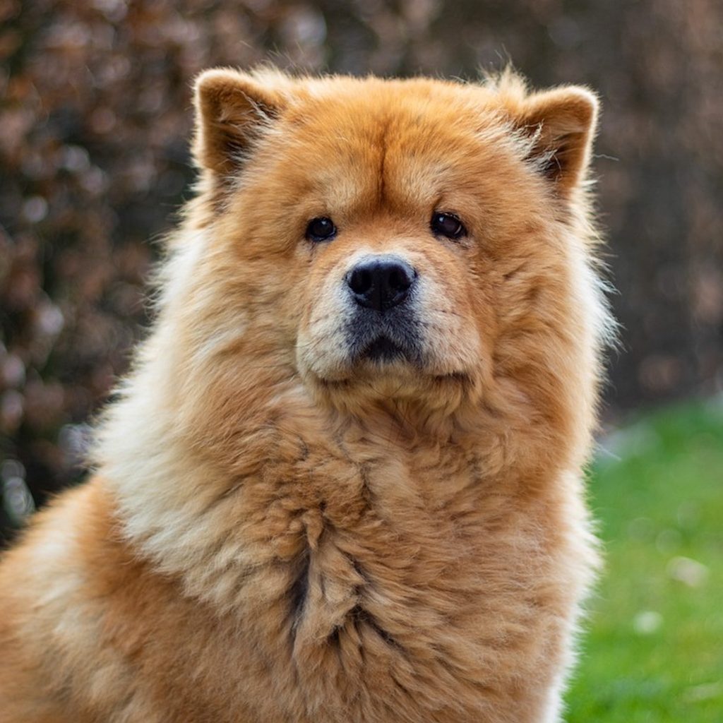 A chow chow sits outside