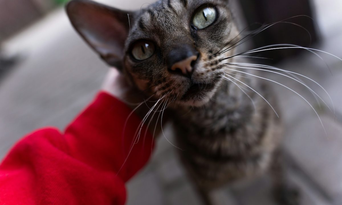 A Cornish rex cat gets attention from her owner