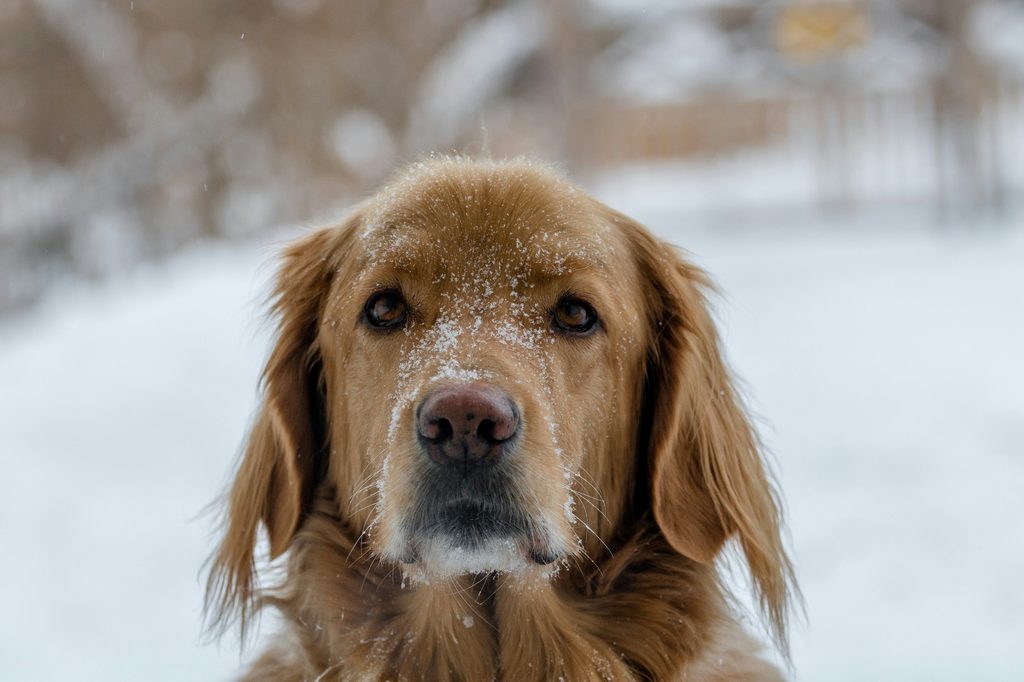 A Golden Retriever with a pink nose stands in the snow with snow on his snout