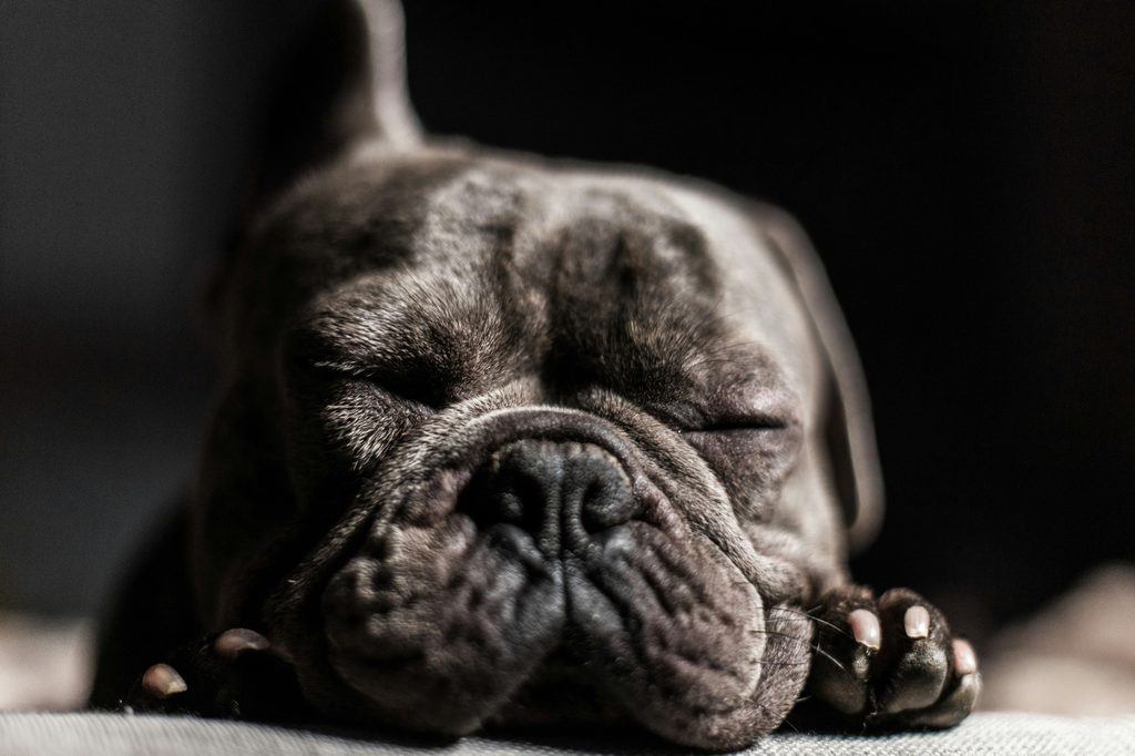 A close up of a gray dog with a wrinkly nose sleeping on the floor