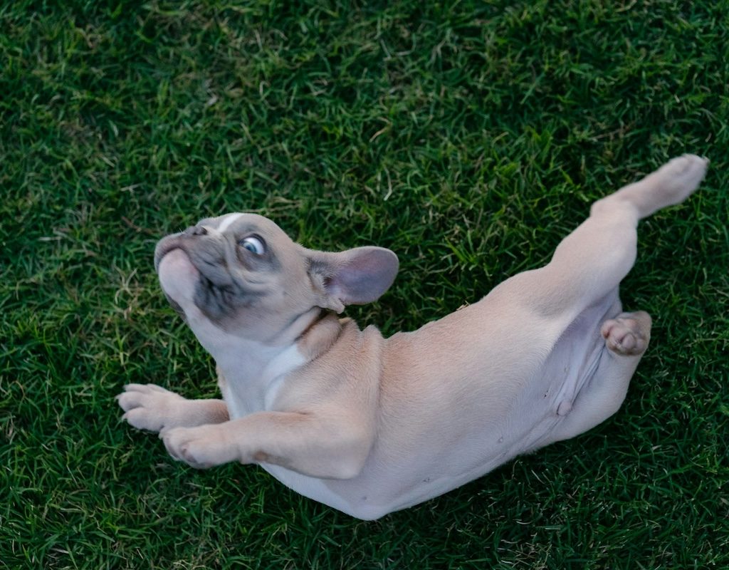 A tan French bulldog rolling on grass