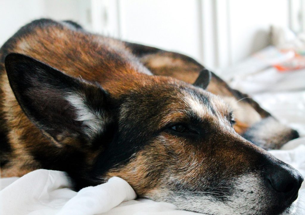 An old Shepherd dog lying on a white bed