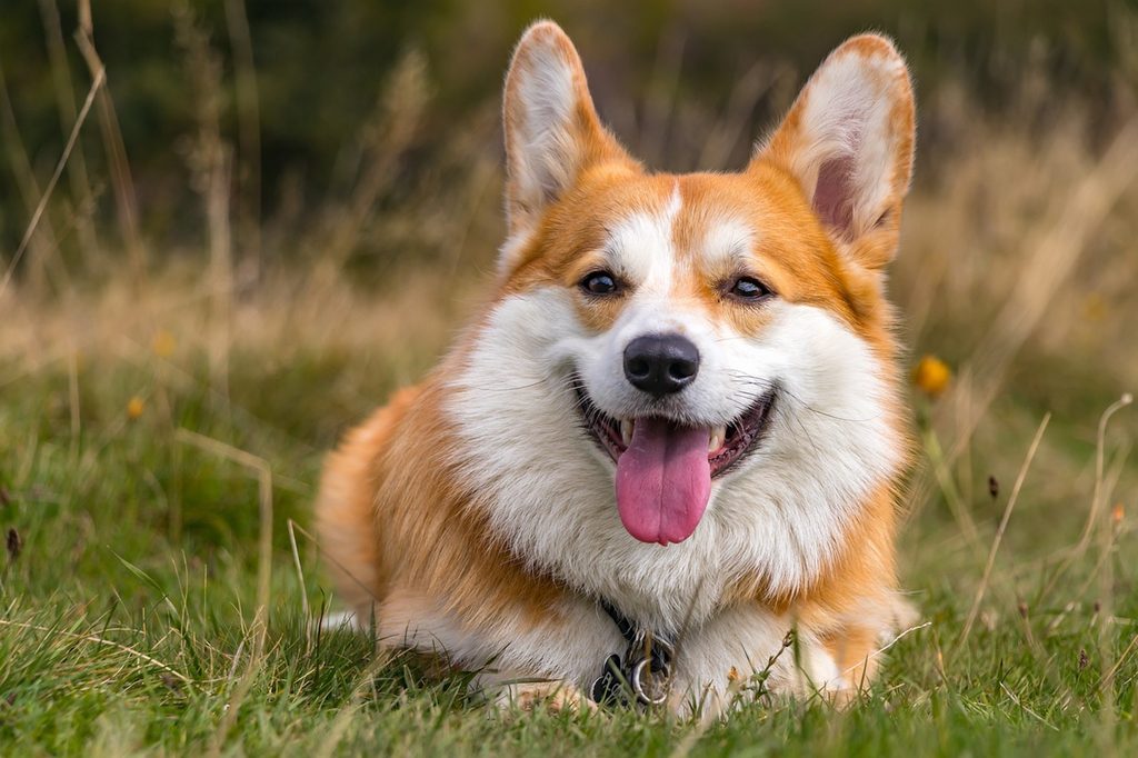 A Corgi lies in the grass