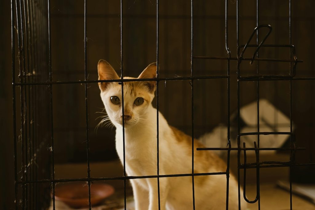 white and gray cat in cage