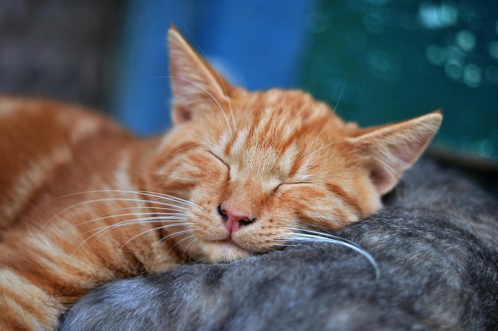 an orange cat sleeping on the couch