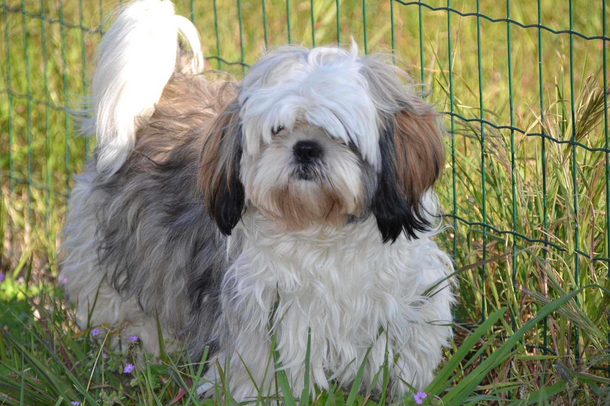 A Shih Tzu dog sits in a field of grass and tiny flowers