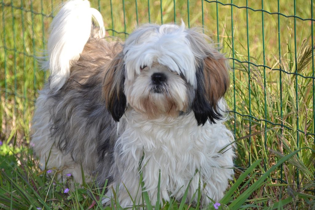 A Shih Tzu dog sits in a field of grass and tiny flowers