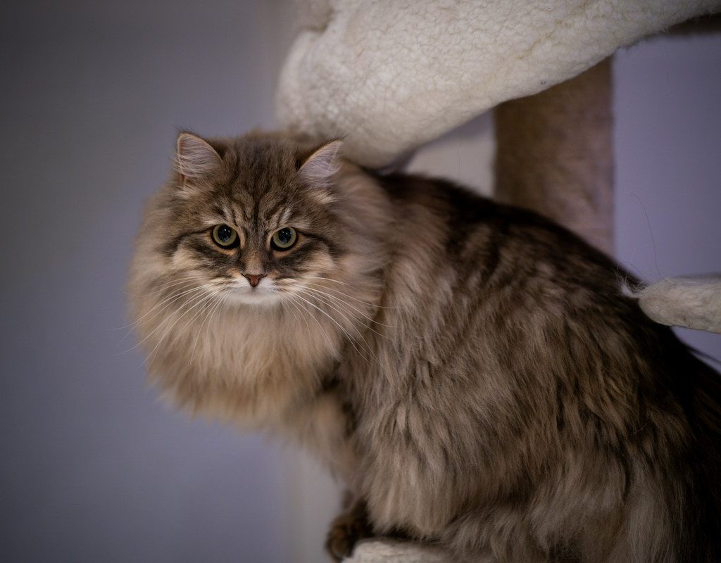 A Siberian cat sitting in a cat tower in front of a purple background