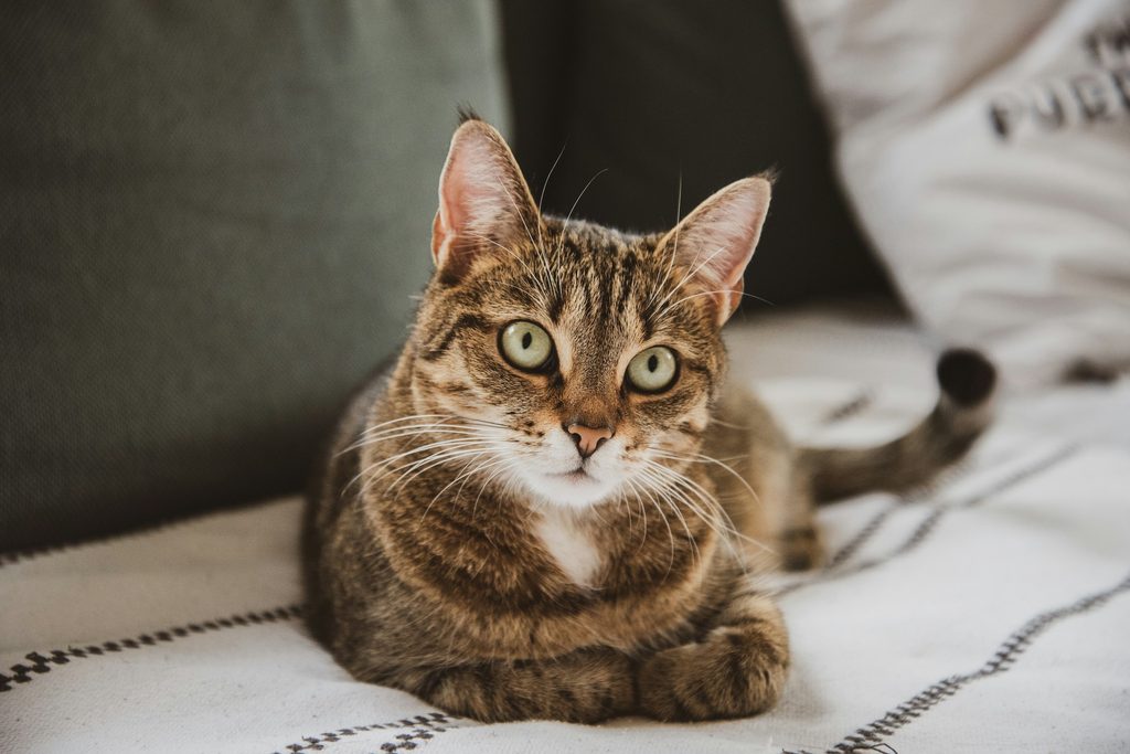 A striped tabby cat with green eyes lies on a blanket