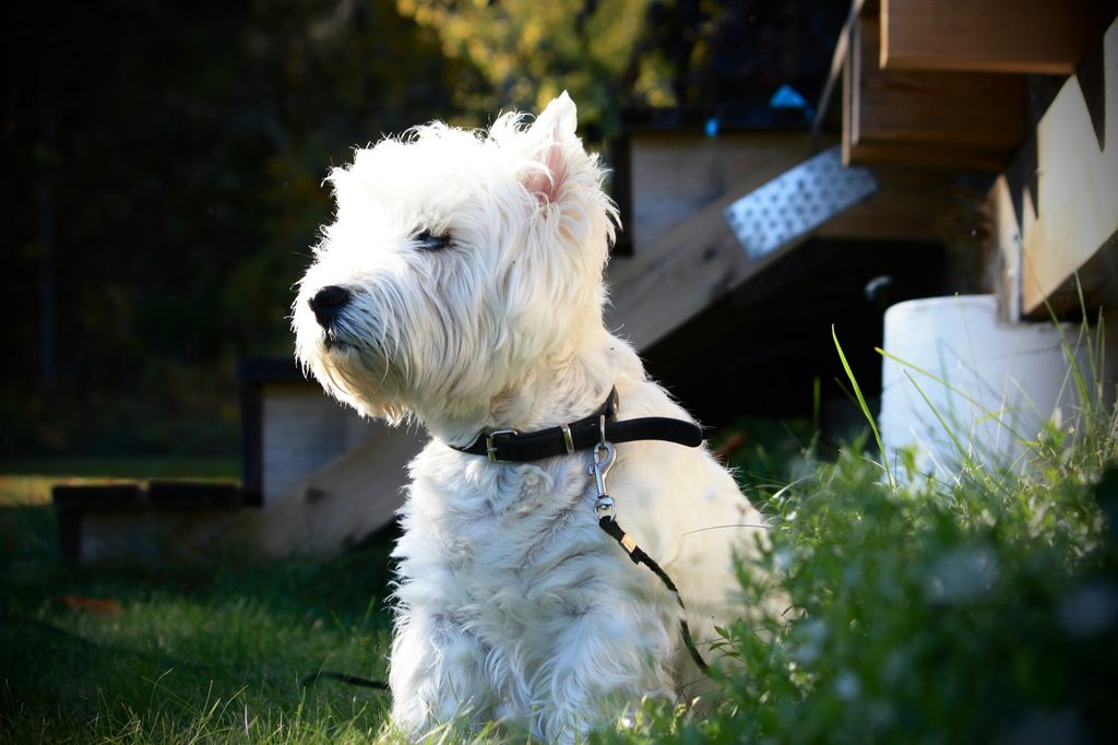 A West Highland White Terrier sits outside in the sun