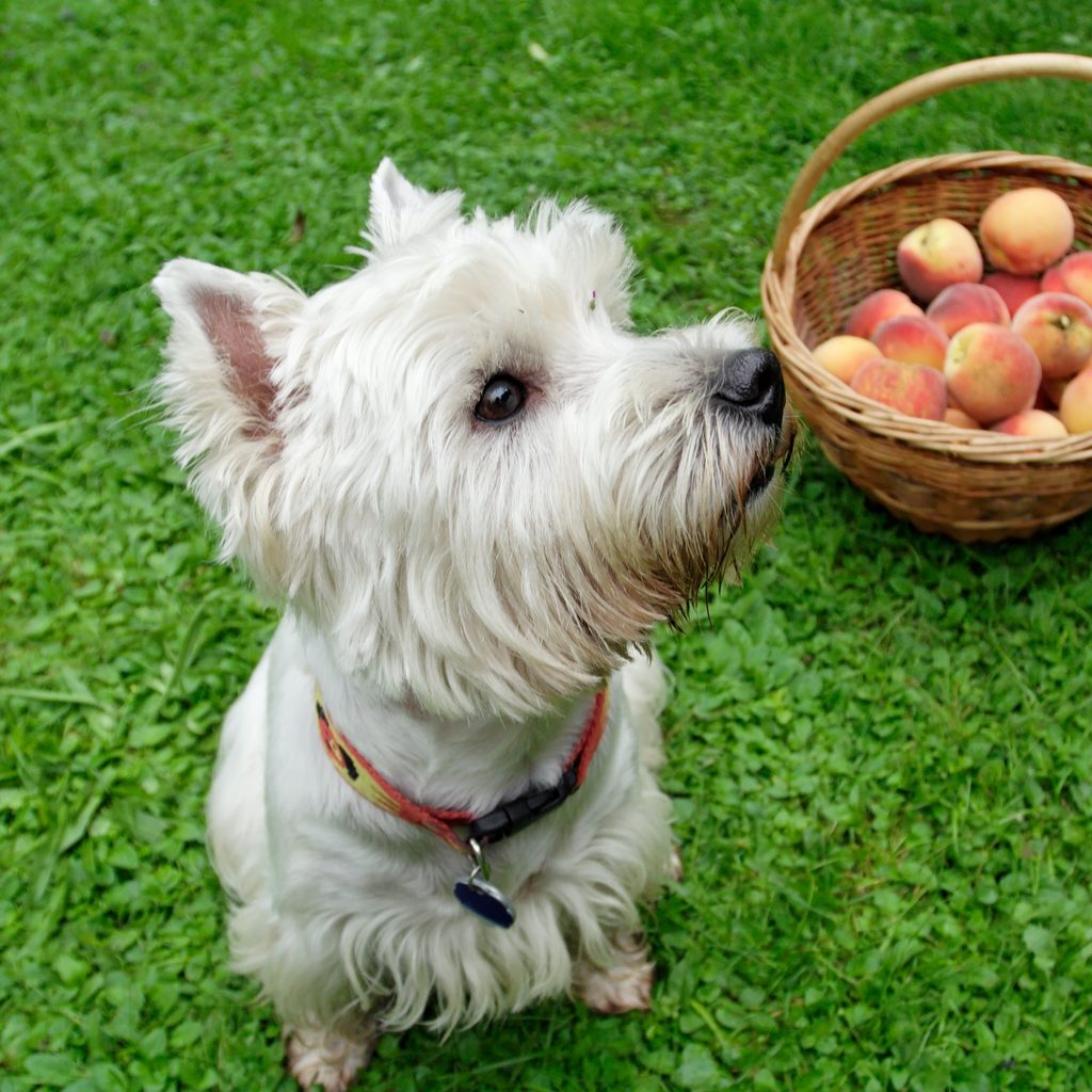 A West Highland white terrier sits in the grass next to a basket of peaches