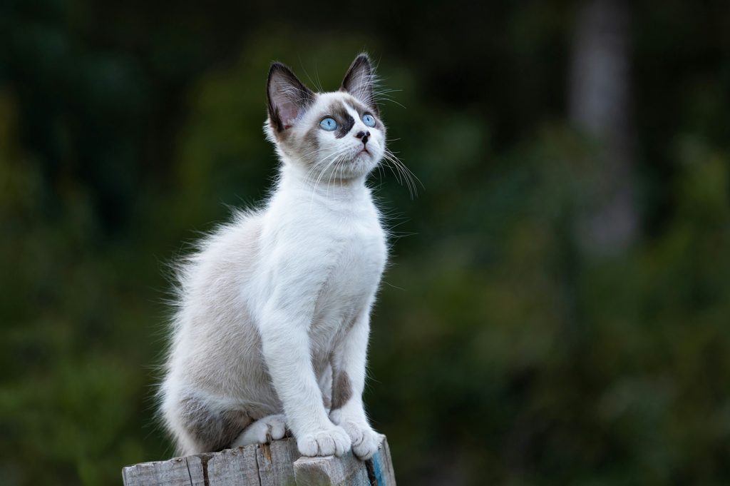 A small white cat with bright blue eyes sits on a post outdoors