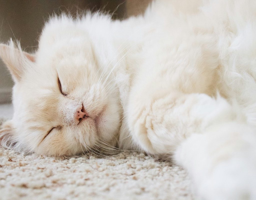A white cat sleeps on the carpet with paws stretched out in front of him