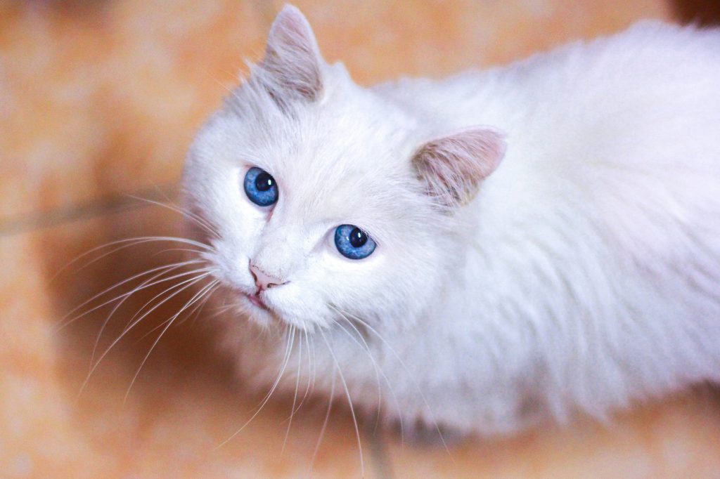 A white Munchkin cat with blue eyes looks up